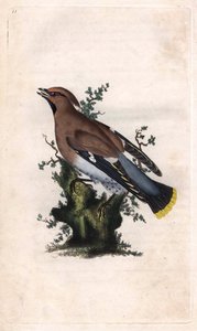 Boreal jaspis. Bombycilla garrulus (Ampelis garrulus). Kobberstik af Edward Donovan (1768-1837), udgivet i Natural History of British Birds, London af Edward Donovan