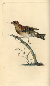Brambling, Fringilla montifringilla. Håndfarvet kobberplade tegnet og graveret af Edward Donovan fra hans egen "Natural History of British Birds," London af Edward Donovan