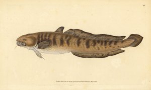 Pighvar, Lota lota (Gadus lota). Håndkoloreret kobberstik tegnet og graveret af Edward Donovan fra hans Natural History of British Fishes, Donovan and F.C. and J. Rivington, London af Edward Donovan