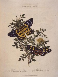 Sommerfugle: Phalaena Militaris, Phalaena Lectrix, pub. af kunstneren af Edward Donovan