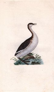 Castagny lappedykker. Tachybaptus ruficollis (Podiceps nigricans). Kobberstik af Edward Donovan (1768-1837), udgivet i Natural History of British Birds, London af Edward Donovan