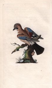 Chenes Jay. Garrulus glandarius (Corvus glandarius). Kobberstik af Edward Donovan (1768-1837), udgivet i Natural History of British Birds, London af Edward Donovan