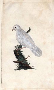 Chenes jay. Garrulus glandarius. Kobberstik af Edward Donovan (1768-1837), udgivet i Natural History of British Birds, London af Edward Donovan