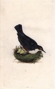 Cincle dykker. Cinclus cinclus (Sturnus cinclus). Kobberstik af Edward Donovan (1768-1837), udgivet i Natural History of British Birds, London af Edward Donovan