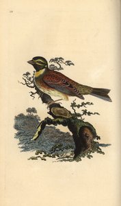 Rundspurv, Emberiza cirlus. Håndfarvet kobberplade tegnet og graveret af Edward Donovan fra hans egen "Natural History of British Birds," London af Edward Donovan