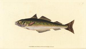 Sej eller sej, Pollachius virens (Gadus carbonarius). Håndfarvet kobberplade tegnet og indgraveret af Edward Donovan fra hans Natural History of British Fishes, Donovan og F.C. og J. Rivington, London af Edward Donovan