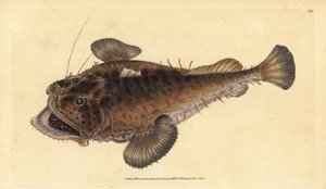 Almindelig lystfisk, Lophius piscatorius. Håndfarvet kobberplade tegnet og indgraveret af Edward Donovan fra hans Natural History of British Fishes, Donovan og F.C. og J. Rivington, London