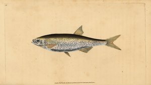 Almindelig dyster, Alburnus alburnus (Cyprinus alburnus). Håndfarvet kobberplade tegnet og indgraveret af Edward Donovan fra hans Natural History of British Fishes, Donovan og F.C. og J. Rivington, London af Edward Donovan