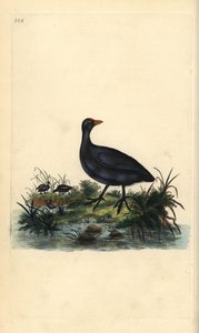 Almindelig hønsehøne, Fulica atra. Håndfarvet kobberplade tegnet og graveret af Edward Donovan fra hans egen "Natural History of British Birds," London af Edward Donovan