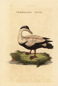 Edderfugl, Somateria mollissima af Edward Donovan
