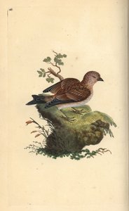 Almindelig grå linnet, Carduelis cannabina. Håndfarvet kobberplade tegnet og graveret af Edward Donovan fra hans egen "Natural History of British Birds," London af Edward Donovan