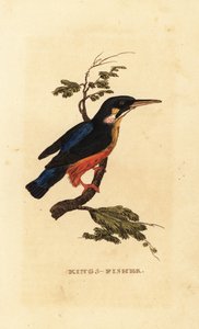 Almindelig isfugl, Alcedo atthis af Edward Donovan