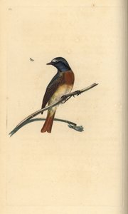 Almindelig rødstjert, Phoenicurus phoenicurus. Håndfarvet kobberplade tegnet og graveret af Edward Donovan fra hans egen "Natural History of British Birds," London af Edward Donovan