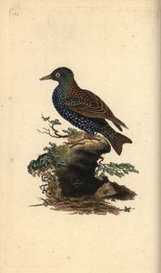 Almindelig stær, Sturnus vulgaris. Håndfarvet kobberplade tegnet og graveret af Edward Donovan fra hans egen "Natural History of British Birds," London af Edward Donovan