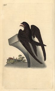 Almindelig lynhurtig, Apus apus. Håndfarvet kobberplade tegnet og graveret af Edward Donovan fra hans egen "Natural History of British Birds," London af Edward Donovan