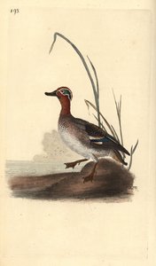 Almindelig krikand, Anas crecca, han. Håndfarvet kobberplade tegnet og graveret af Edward Donovan fra hans egen "Natural History of British Birds," London af Edward Donovan