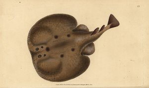Almindelig torpedo eller eyed electric ray, Raja-torpedo. Håndfarvet kobberplade tegnet og indgraveret af Edward Donovan fra hans Natural History of British Fishes, Donovan og F.C. og J. Rivington, London af Edward Donovan