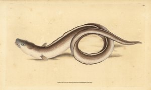 Conger ål, Muraena conger. Håndfarvet kobberplade tegnet og indgraveret af Edward Donovan fra hans Natural History of British Fishes, Donovan og F.C. og J. Rivington, London af Edward Donovan