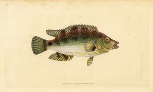 Corkwing leppefisk, Symphodus melops (Goldfinny, Labrus cornubius). Håndfarvet kobberplade tegnet og indgraveret af Edward Donovan fra hans Natural History of British Fishes, Donovan og F.C. og J. Rivington, London af Edward Donovan