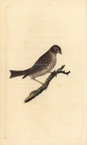 Majsspurv, Miliaria calandra. Håndfarvet kobberplade tegnet og graveret af Edward Donovan fra hans egen "Natural History of British Birds," London af Edward Donovan