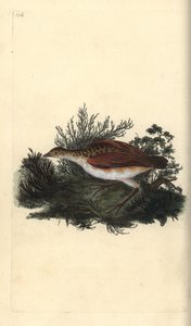 Corn crake, Crex crex. Nær truet. Håndfarvet kobberplade tegnet og graveret af Edward Donovan fra hans egen "Natural History of British Birds," London af Edward Donovan