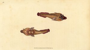 Cornish sucker, Lepadogaster purpurea (Cyclopterus ocellatus). Håndkoloreret kobberstik tegnet og graveret af Edward Donovan fra hans Natural History of British Fishes, Donovan and F.C. and J. Rivington, London af Edward Donovan