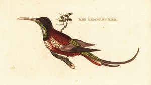 Crimson topas, Topaz pella af Edward Donovan