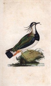 Cuppa Vibe. Vanellus vanellus (Tringa vanellus). Kobberstik af Edward Donovan (1768-1837), udgivet i Natural History of British Birds, London af Edward Donovan