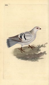 Tamdue, Columba livia domestica. Håndfarvet kobberplade tegnet og graveret af Edward Donovan fra hans egen "Natural History of British Birds," London af Edward Donovan