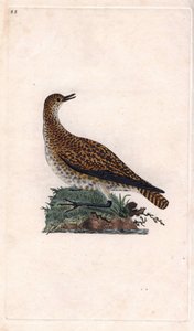 Dore højhøst. Pluvialis apricaria (Charadrius pluvialis). Kobberstik af Edward Donovan (1768-1837), udgivet i Natural History of British Birds, London af Edward Donovan