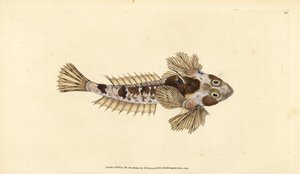 Dragonet, Callionymus lyra (Sordid dragonet, Callionymus dracunculus). Håndfarvet kobberplade tegnet og indgraveret af Edward Donovan fra hans Natural History of British Fishes, Donovan og F.C. og J. Rivington, London af Edward Donovan