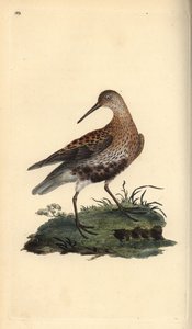 Dunlin, Calidris alpina. Håndfarvet kobberplade tegnet og graveret af Edward Donovan fra hans egen "Natural History of British Birds," London af Edward Donovan