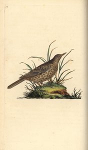 Dusky lærke, Pinarocorys nigricans. Håndfarvet kobberplade tegnet og graveret af Edward Donovan fra hans egen "Natural History of British Birds," London af Edward Donovan