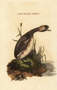 Øredykker eller horndykker, voksen, Podiceps auritus af Edward Donovan