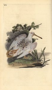 Eurasisk fodhvid skovsneppe, Scolopax rusticola. Håndkoloreret kobberstik tegnet og graveret af Edward Donovan efter hans egen "Natural History of British Birds", London af Edward Donovan