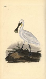 Eurasier eller almindelig skestork, Platalea leucorodia. Håndfarvet kobberplade tegnet og graveret af Edward Donovan fra hans egen "Natural History of British Birds," London af Edward Donovan