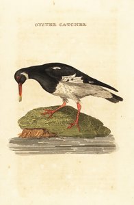 Eurasisk østersfanger, Haematopus ostralegus af Edward Donovan