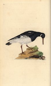 Eurasisk østersfanger, Haematopus ostralegus. Håndfarvet kobberplade tegnet og graveret af Edward Donovan fra hans egen "Natural History of British Birds," London af Edward Donovan
