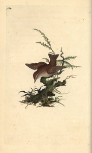 Græssmutte, troglodytter troglodytter. Håndfarvet kobberplade tegnet og indgraveret af Edward Donovan fra hans egen "Natural History of British Birds" (1794-1819). Edward Donovan (1768-1837) var en anglo-irsk amatørzoolog, forfatter, kunstner og gravør. af Edward Donovan