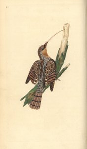 Eurasisk wryneck, Jynx torquilla. Håndfarvet kobberplade tegnet og graveret af Edward Donovan fra hans egen "Natural History of British Birds," London af Edward Donovan