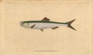 Europæisk ansjos, Engraulis encrasicolus (Ansjos, Clupea encrasicolus). Håndfarvet kobberplade tegnet og indgraveret af Edward Donovan fra hans Natural History of British Fishes, Donovan og F.C. og J. Rivington, London af Edward Donovan