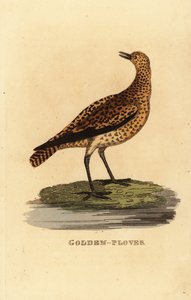 Europæisk hjejle, Pluvialis apricaria af Edward Donovan