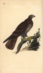 Europæisk honningvåge, Pernis apivorus. Håndfarvet kobberplade tegnet og graveret af Edward Donovan fra hans egen "Natural History of British Birds," London af Edward Donovan
