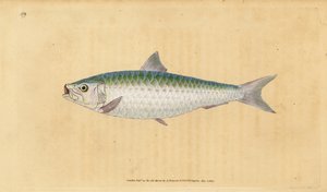 Europæisk pilchard, Sardina pilchardus (Pilchard, Clupea pilchardus). Håndfarvet kobberplade tegnet og indgraveret af Edward Donovan fra hans Natural History of British Fishes, Donovan og F.C. og J. Rivington, London af Edward Donovan
