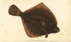 Europæisk pleuronectes platessa. Håndfarvet kobberplade tegnet og indgraveret af Edward Donovan fra hans Natural History of British Fishes, Donovan og F.C. og J. Rivington, London af Edward Donovan