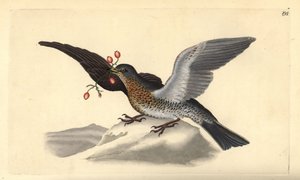 Markfart, Turdus pilaris. Håndfarvet kobberplade tegnet og graveret af Edward Donovan fra hans egen "Natural History of British Birds," London af Edward Donovan