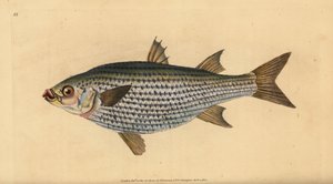 Fladhoved multe, Mugil cephalus. Håndfarvet kobberplade tegnet og indgraveret af Edward Donovan fra hans Natural History of British Fishes, Donovan og F.C. og J. Rivington, London af Edward Donovan