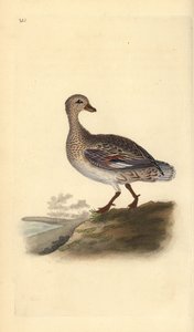 Gadwall (kvinde), Anas strepera. Håndfarvet kobberplade tegnet og graveret af Edward Donovan fra hans egen "Natural History of British Birds," London af Edward Donovan