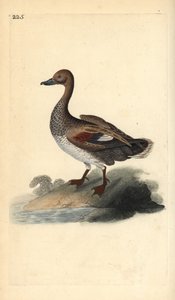 Gadwall (han), Anas strepera. Håndfarvet kobberplade tegnet og graveret af Edward Donovan fra hans egen "Natural History of British Birds," London af Edward Donovan