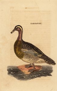 Garganey, Spatel querquedula, lille dablende and af Edward Donovan